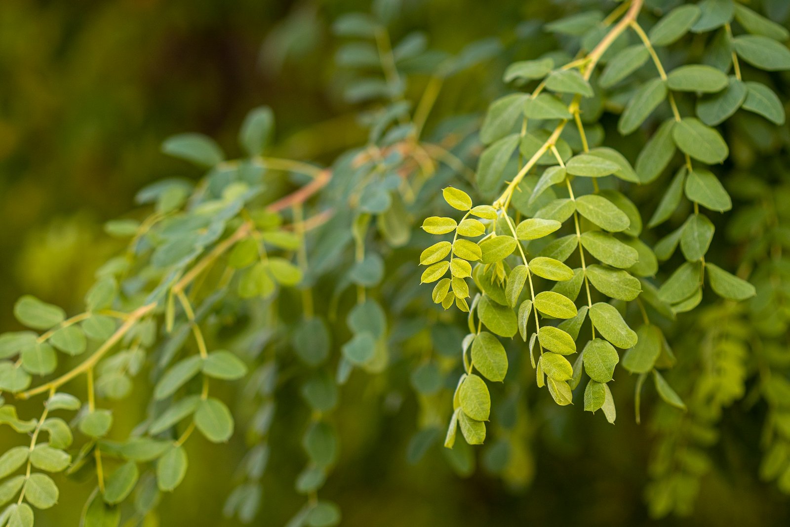 7 Proven Benefits of Moringa Powder